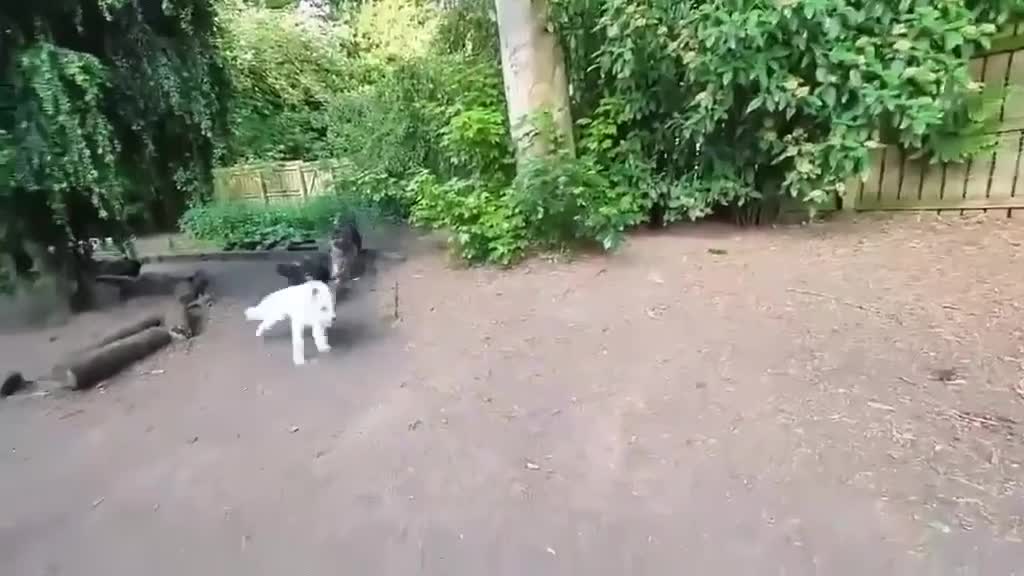 Mixed Breed dogs for adoption: KALLIE-16months, loves dogs/playful/active/rural - Video 2