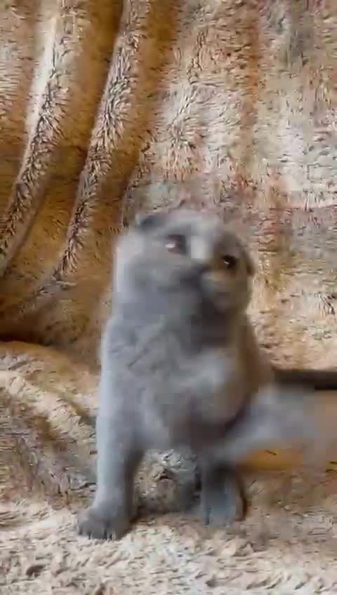 Scottish Fold cats for sale: Scottish fold kittens for sale - Video 1