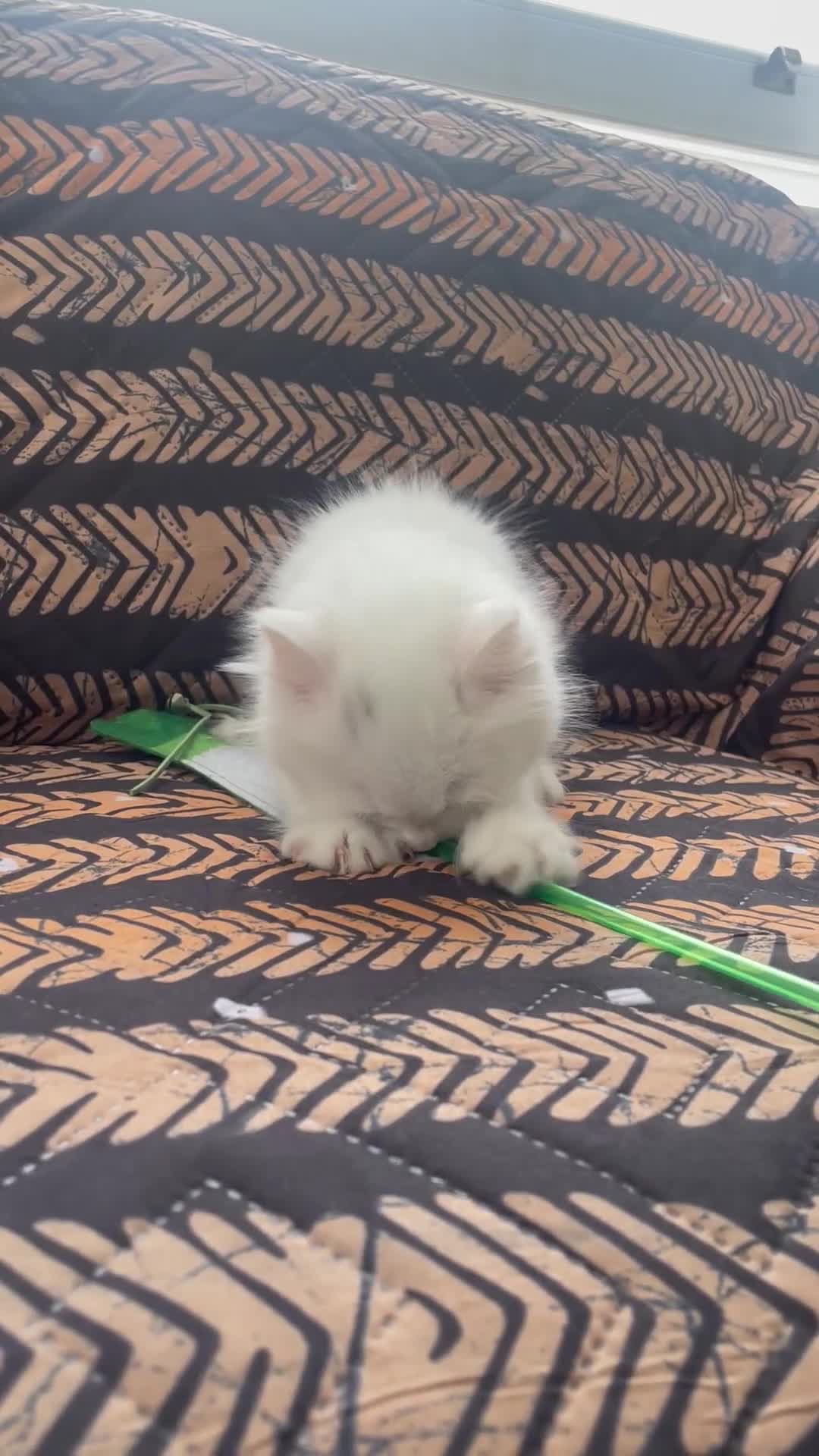 Mixed Breed cats for sale:  Persian kittens for sale  - Video 4