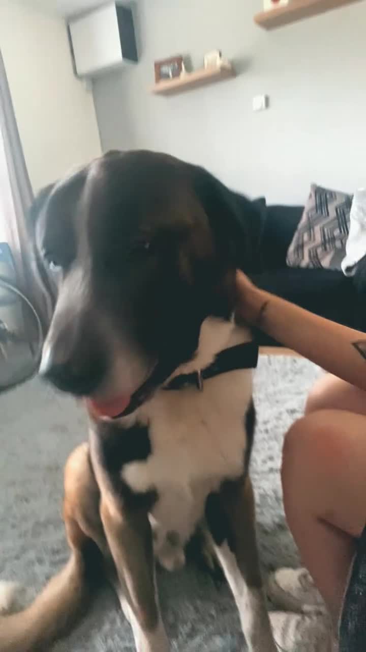 Mixed Breed dogs for sale: He is a Portuguese mastiff in Tadworth - Video 2