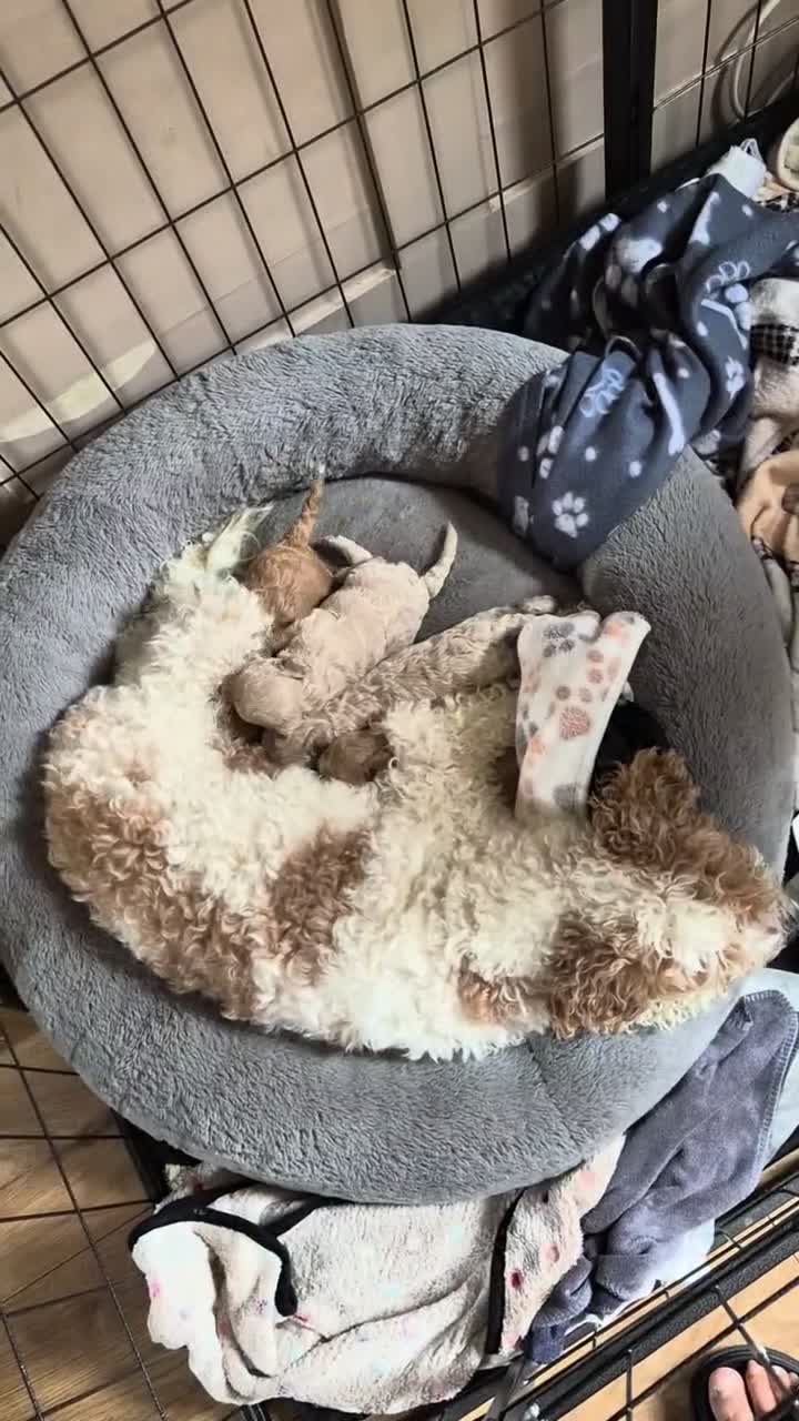 Cavapoo dogs for sale: Beautiful cavapoo pups  - Video 1