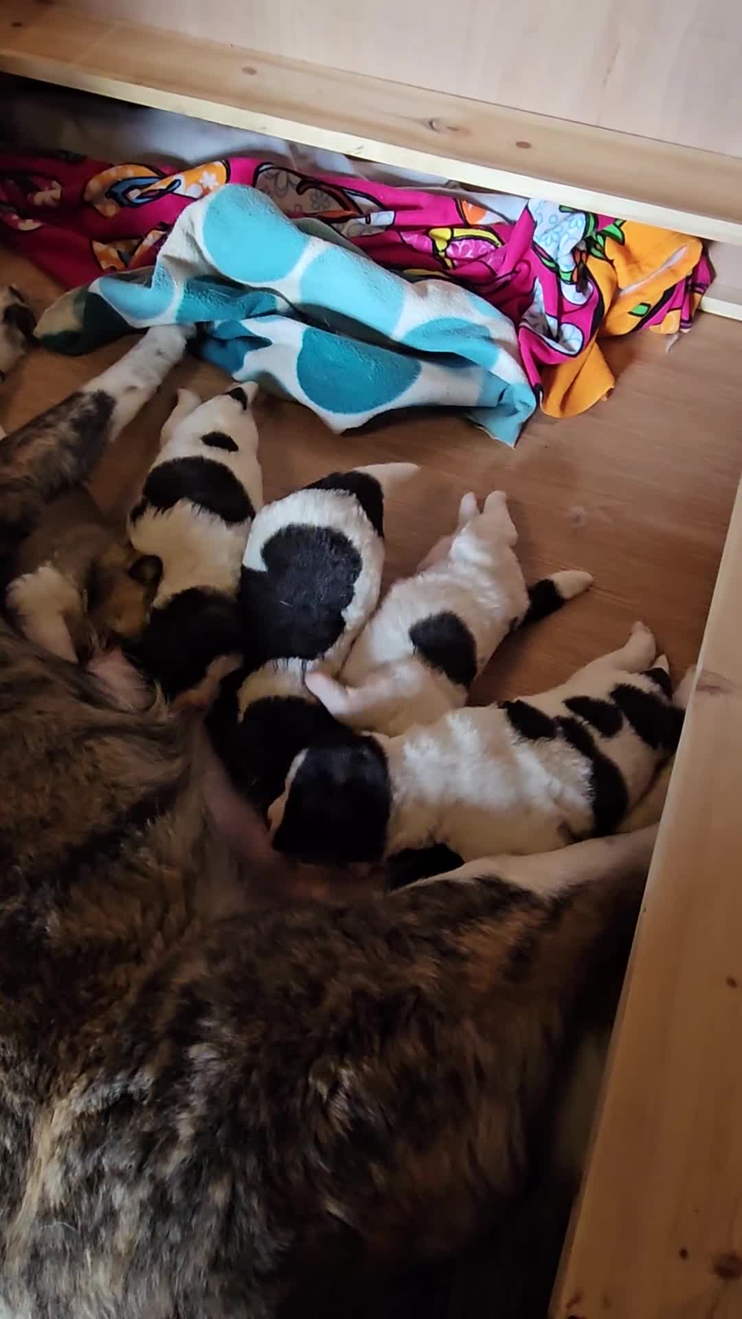 Akita dogs for sale: Beautiful Akita puppies - Video 2