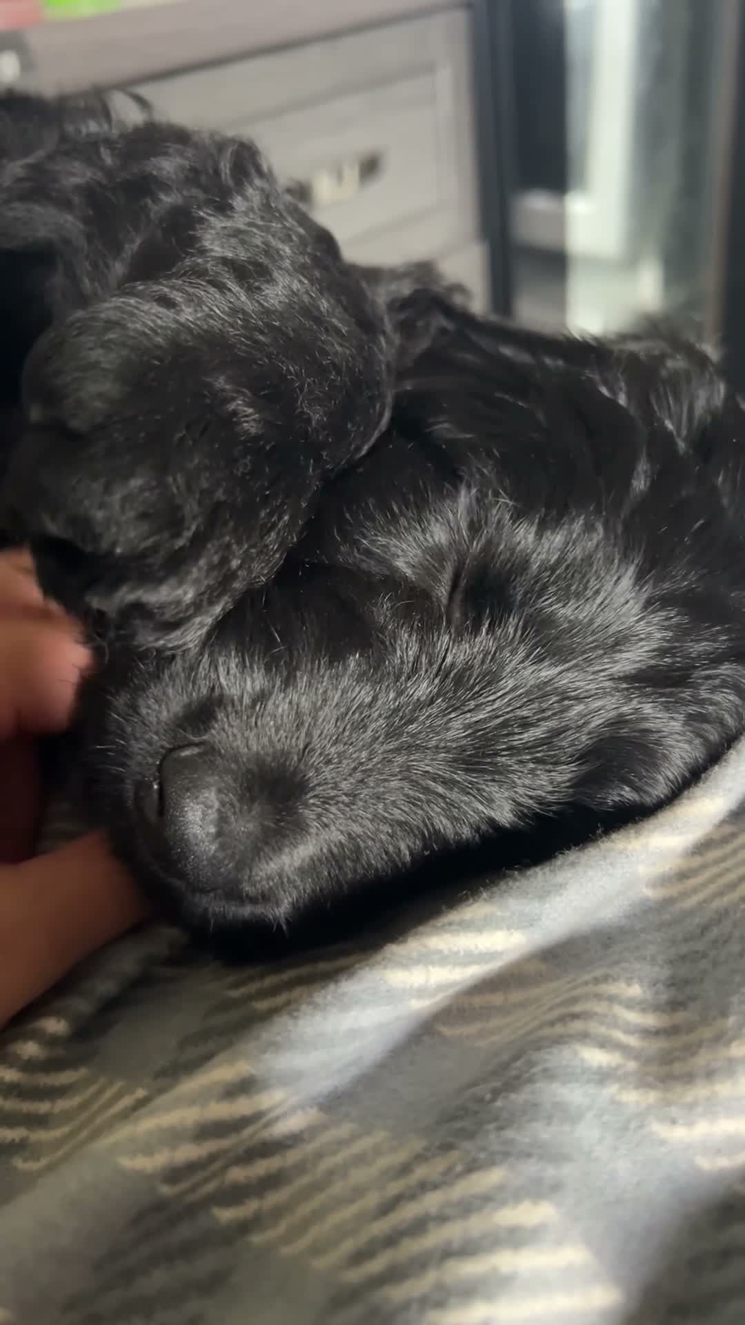 Cockapoo dogs for sale: Ready to go Cockapoos puppies 🐾🐾 - Video 1