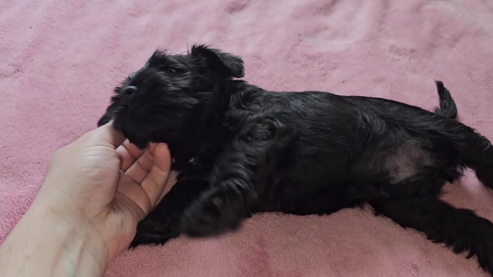 Miniature Schnauzer dogs for sale: Waiting list for KC reg Miniature Schnauzer pups   - Video 1