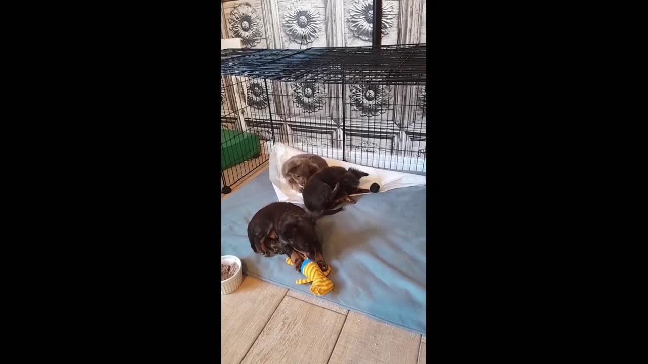 Russian Toy Terrier dogs for sale: Purebred Russian Toy long-haired - Video 2