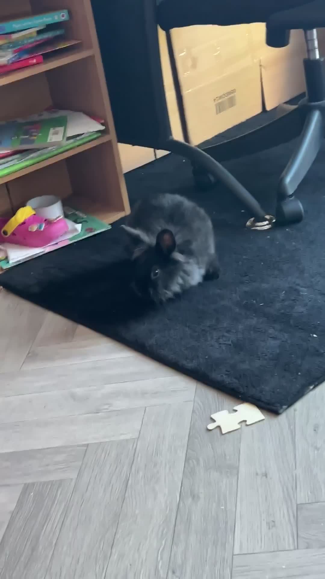 Lionhead rabbits for sale: 7month Male Lionhead Rabbit.  - Video 1