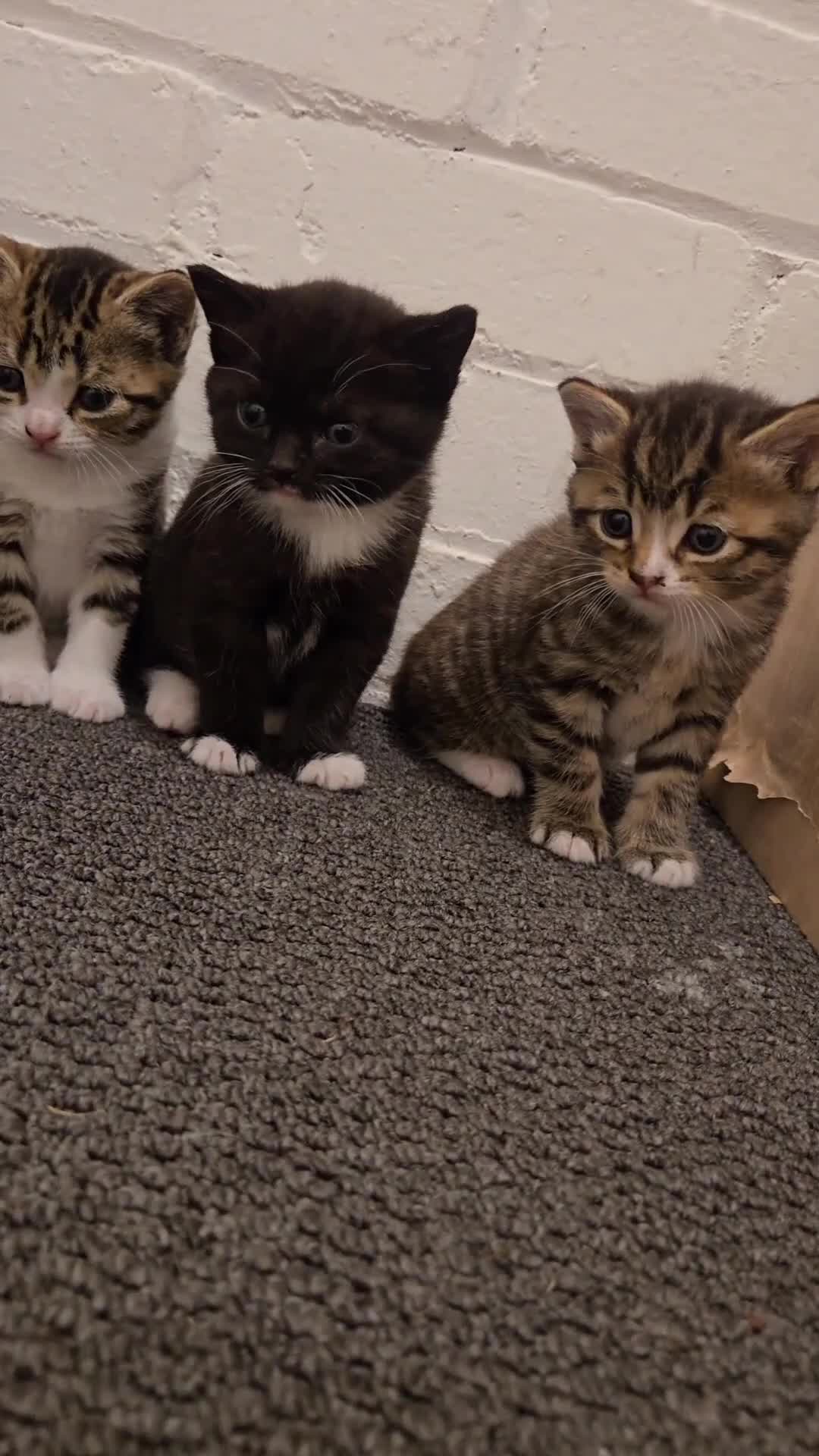 Mixed Breed cats for sale: 💖 Gorgeous British Shorthair Mix Kittens –  🐾 in Peterborough - Video 1