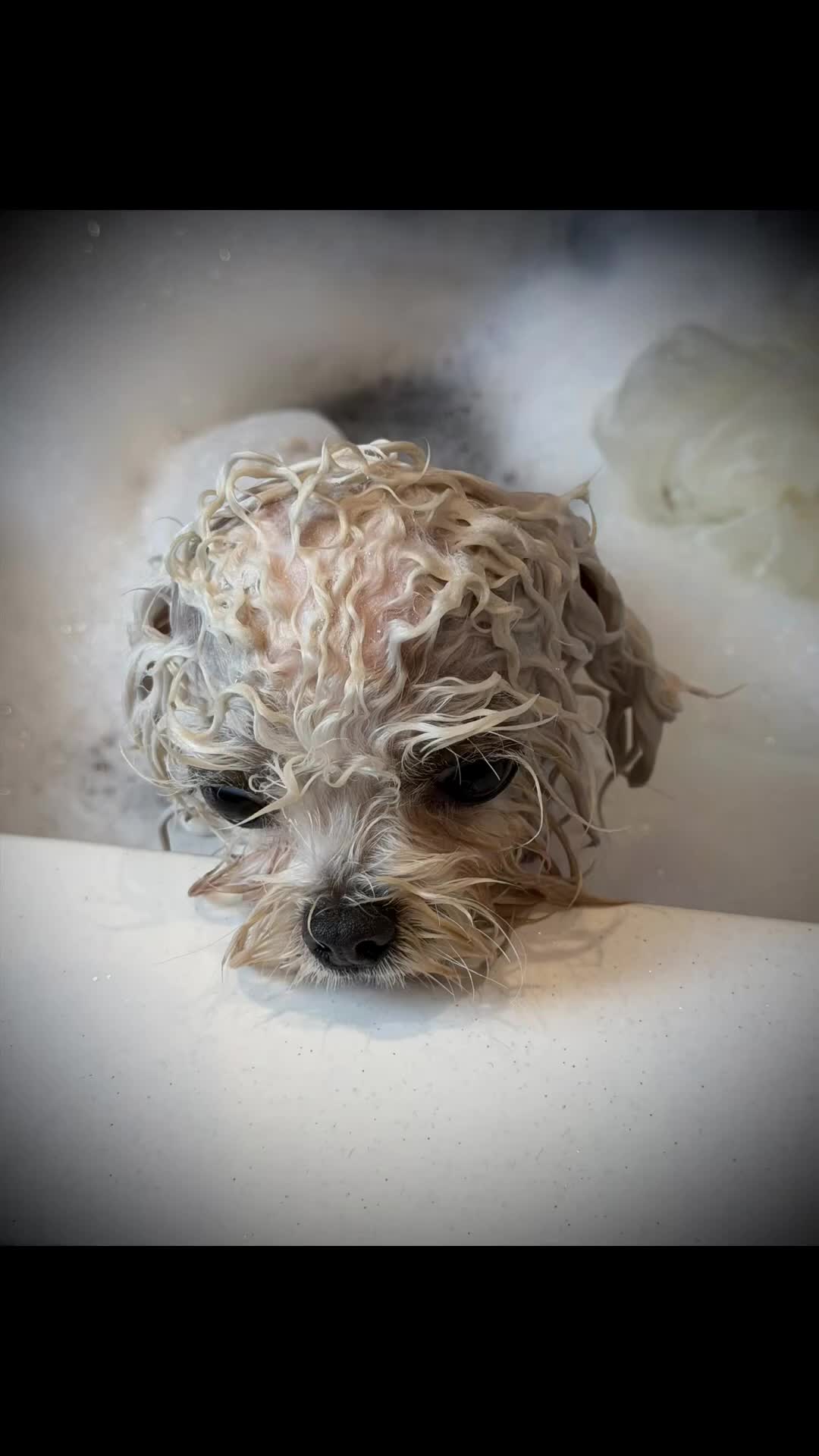 Bichon Frise dogs for stud: 🍒UK’s only Asian Mini Bichon for stud!!  - Video 1