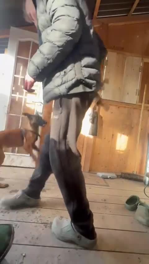 Belgian Shepherd Dog dogs for sale: Belgian Malinois Puppies – 4 Months Old - Video 3