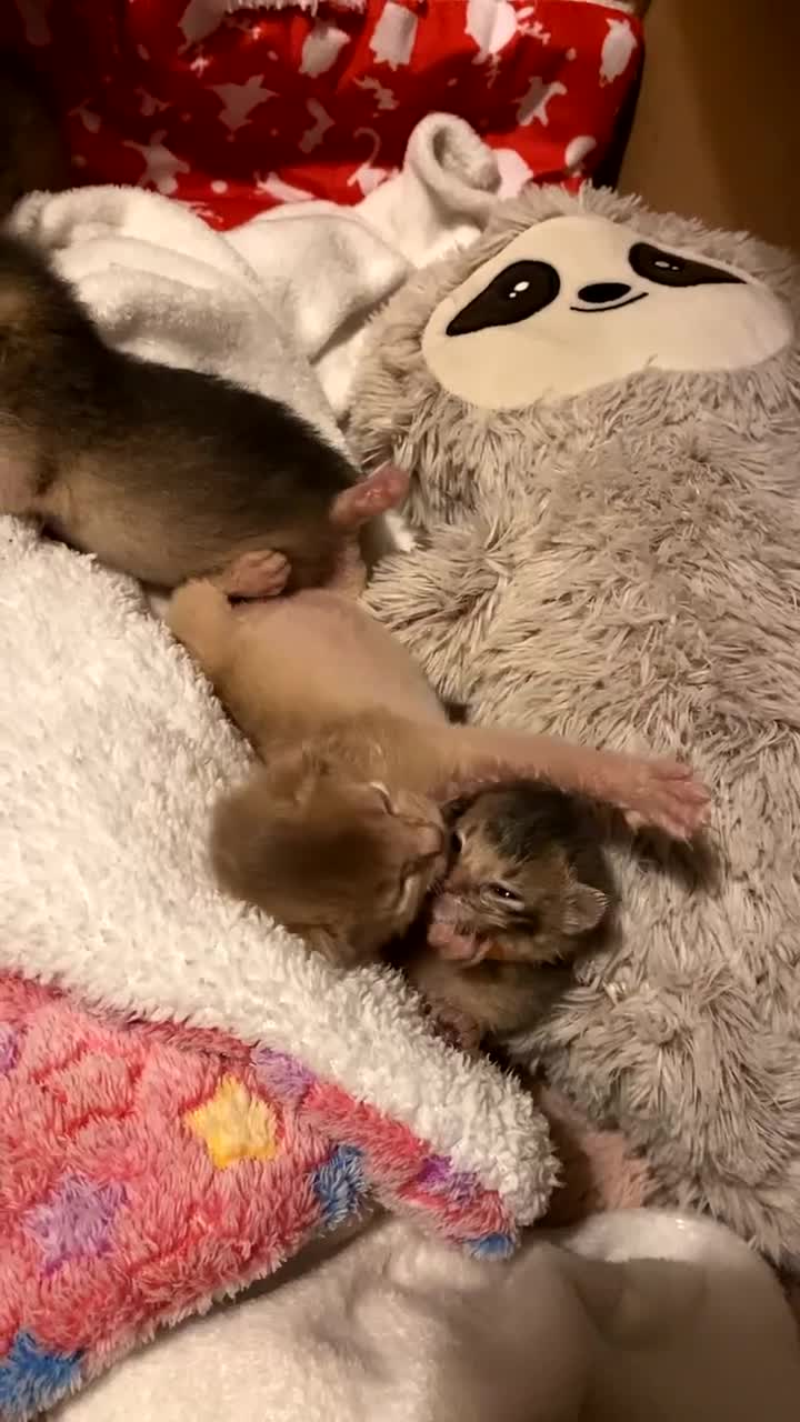 Abyssinian cats for sale: Abyssinian kittens 🐾 - Video 4