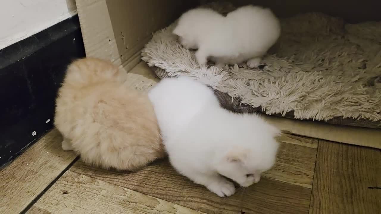 Ragcoon cats for sale: Ragcoon  - Video 1