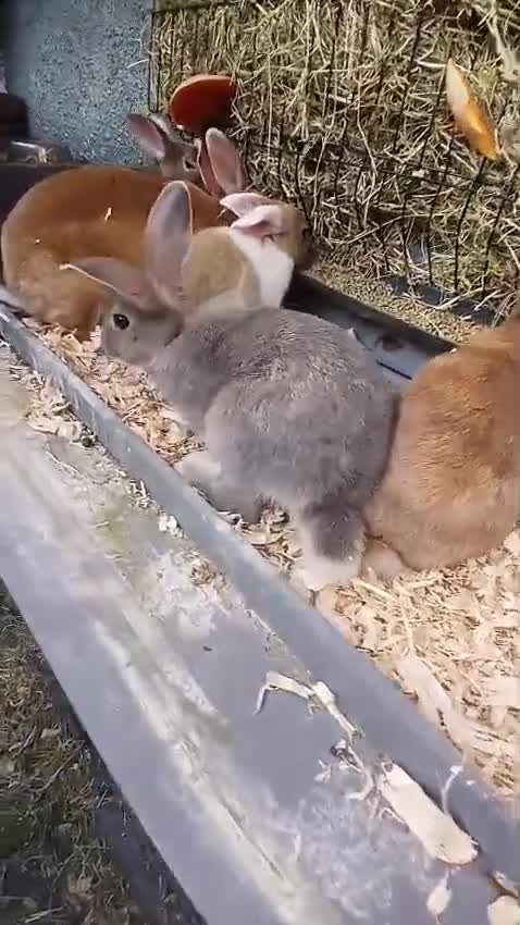 Mixed Breed rabbits for sale: 4 stunning bunnies looking for their new homes 🐇  - Video 2