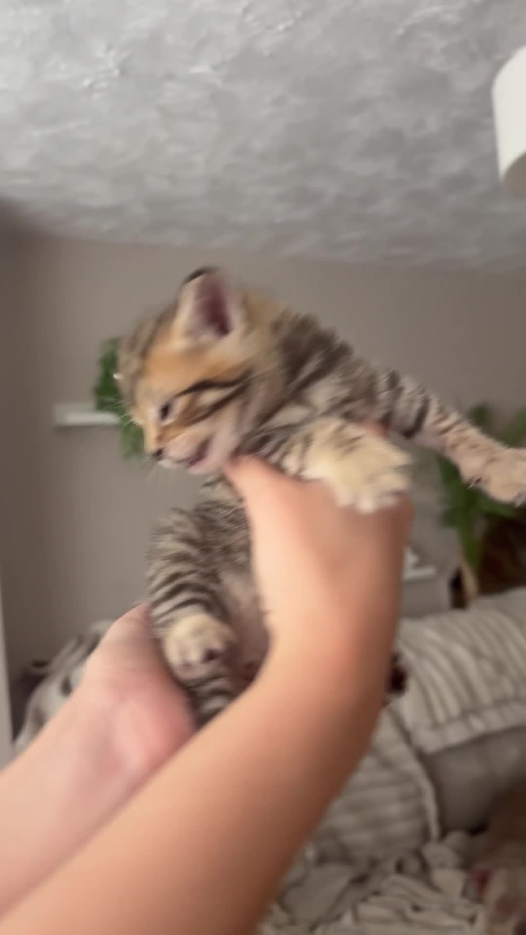 Mixed Breed cats for sale: Adorable Tabby X British short hair Kittens - Video 5