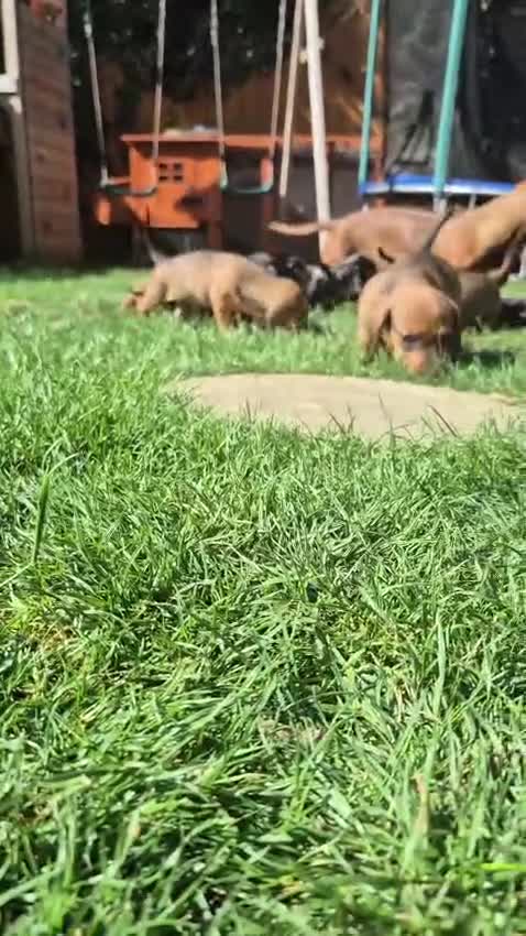 Dachshund dogs for sale: Exceptional dachshunds  - Video 1