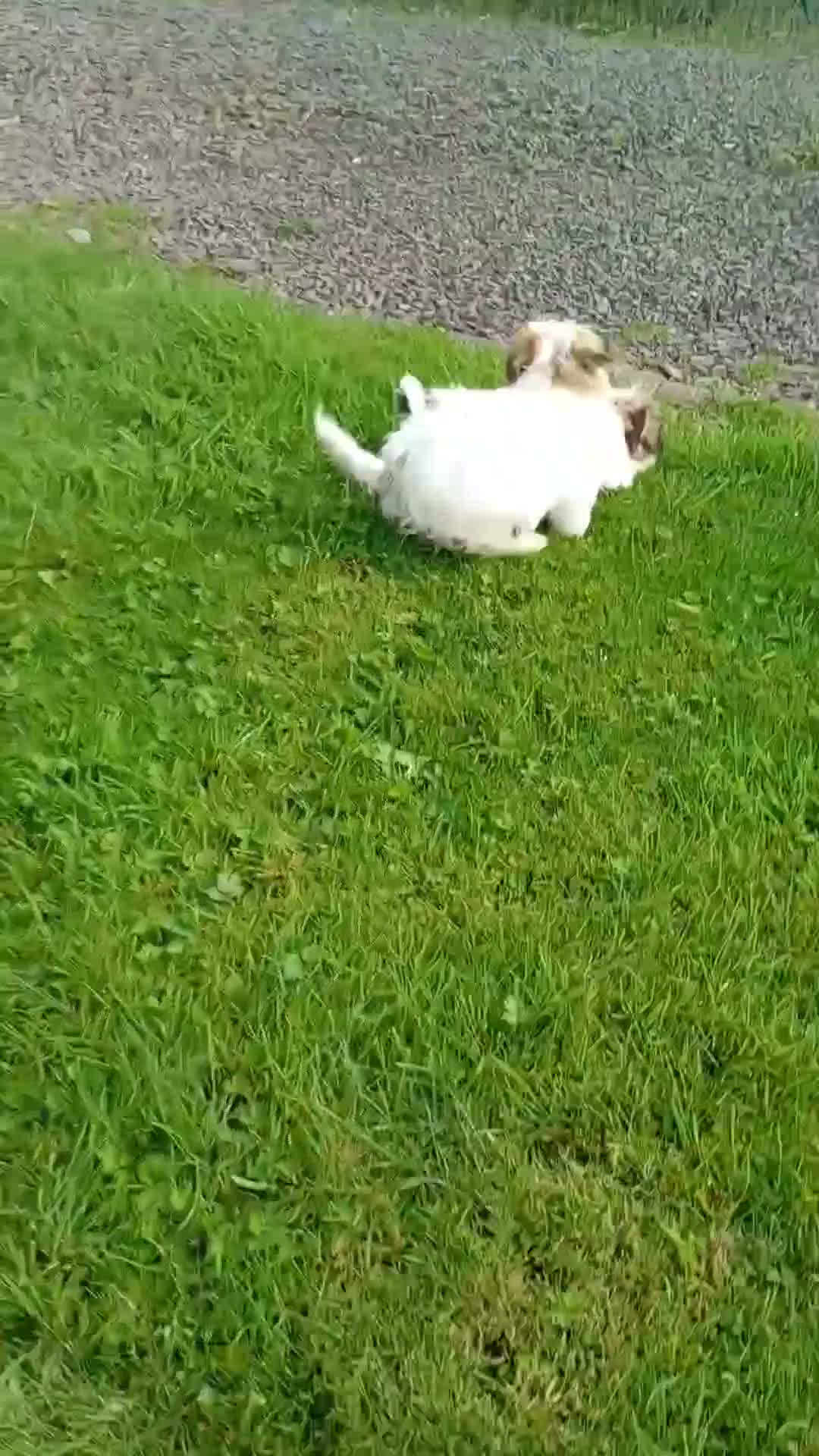 Havanese dogs for sale: ⭐RUDUCED TO £900onvo⭐Full breed havanese puppies.  - Video 1