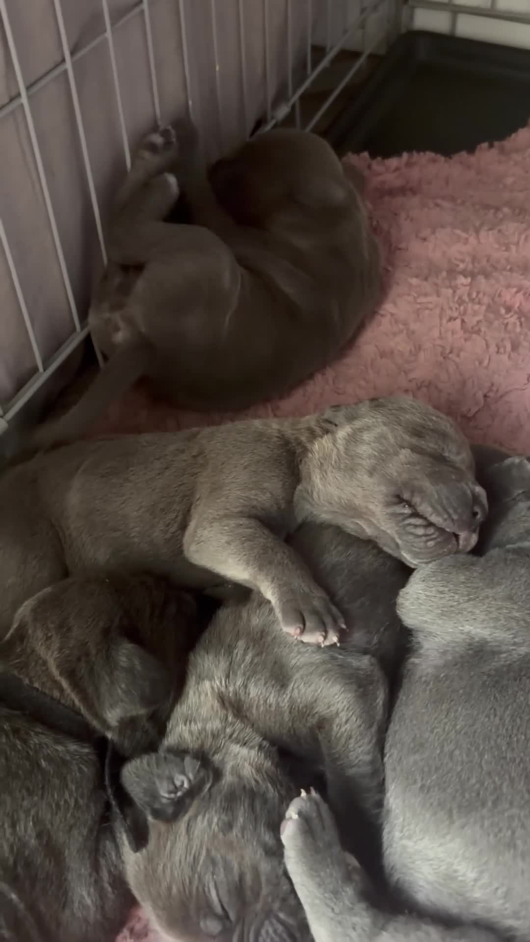 Cane Corso dogs for sale: Cane corso puppies for sale - Video 1