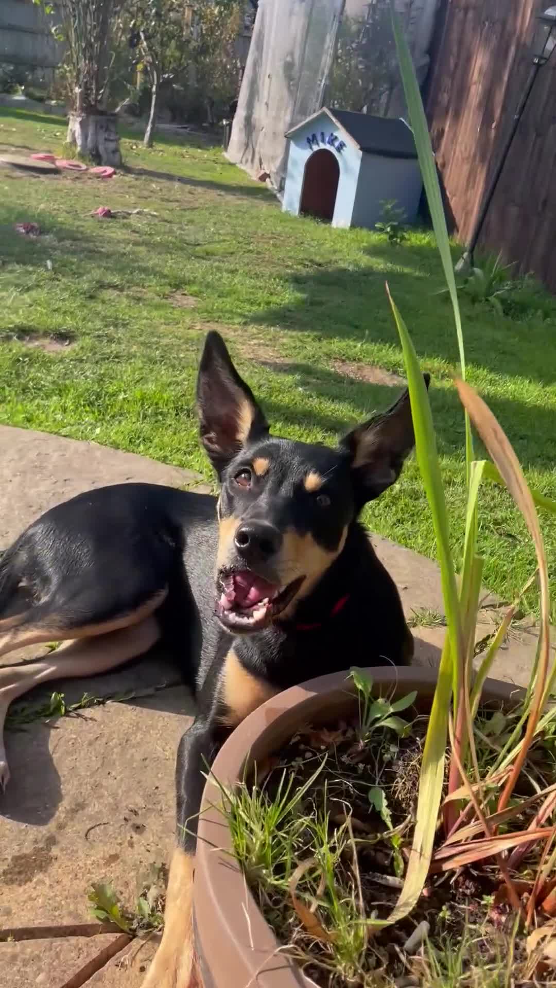 Australian Kelpie dogs for sale: Beautiful Australian Kelpie in Dagenham - Video 1