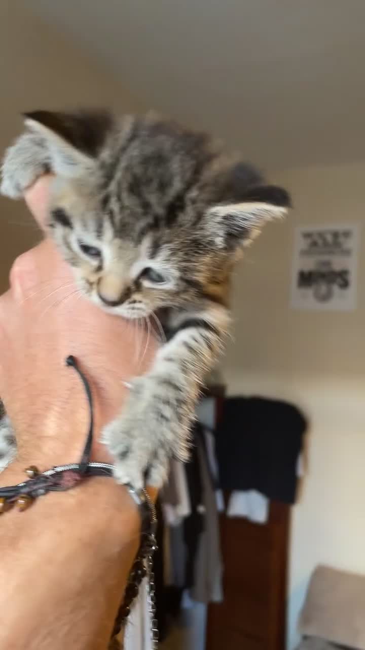Mixed Breed cats for sale: Tabby/Tortoiseshell/Cross Ragdoll Kittens - Video 2