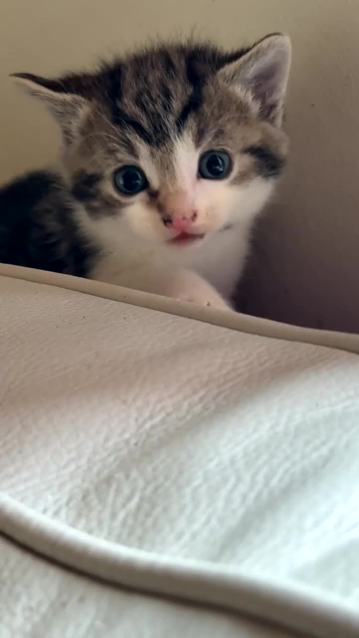 Domestic Shorthair cats for sale: Beautiful tabby’s looking for a forever home - Video 1