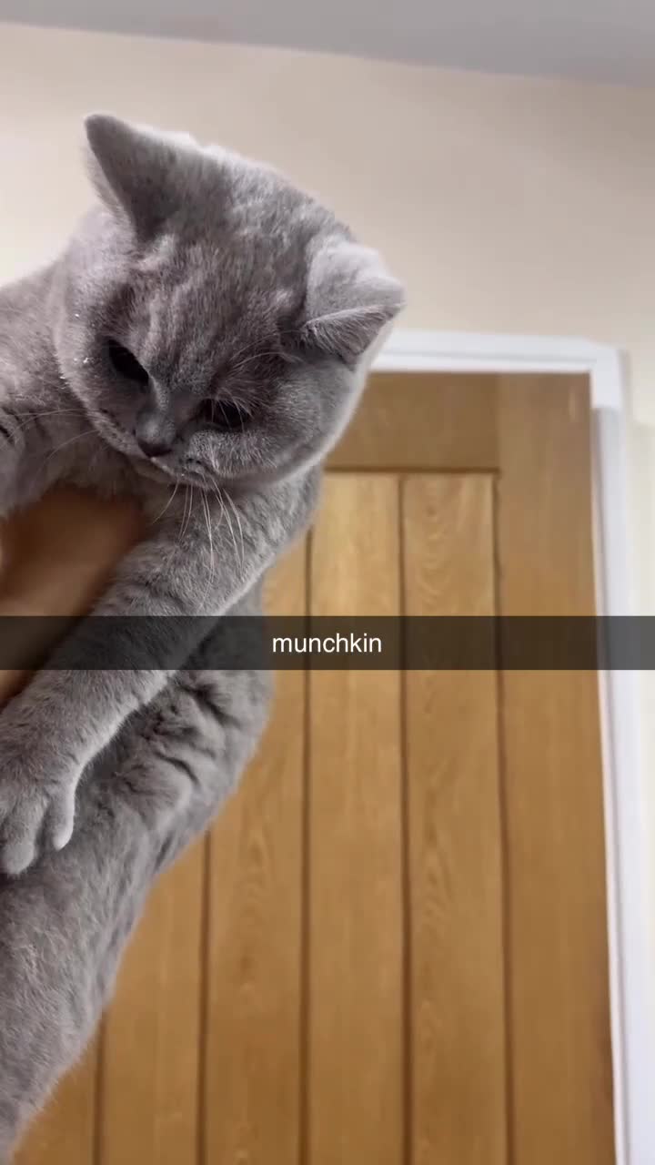 British Shorthair cats for sale: British Shorthair Lilac Kitten – GCCF Registered - Video 1