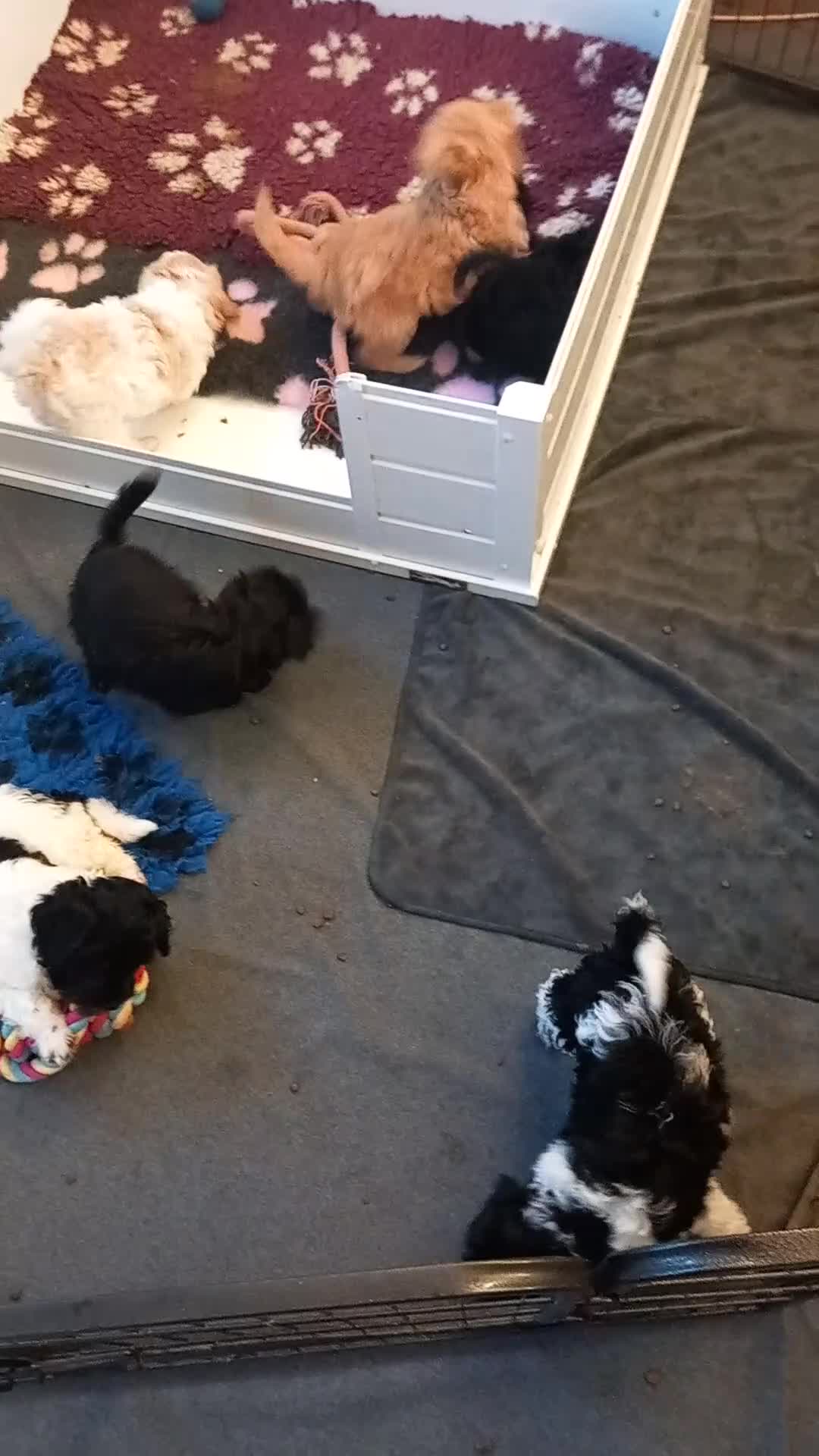 Cockapoo dogs for sale: Beautiful cockapoo puppies  - Video 1