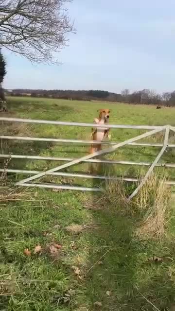Mixed Breed dogs for stud: Saluki/greyhound. collie/bull greyhound  - Video 1