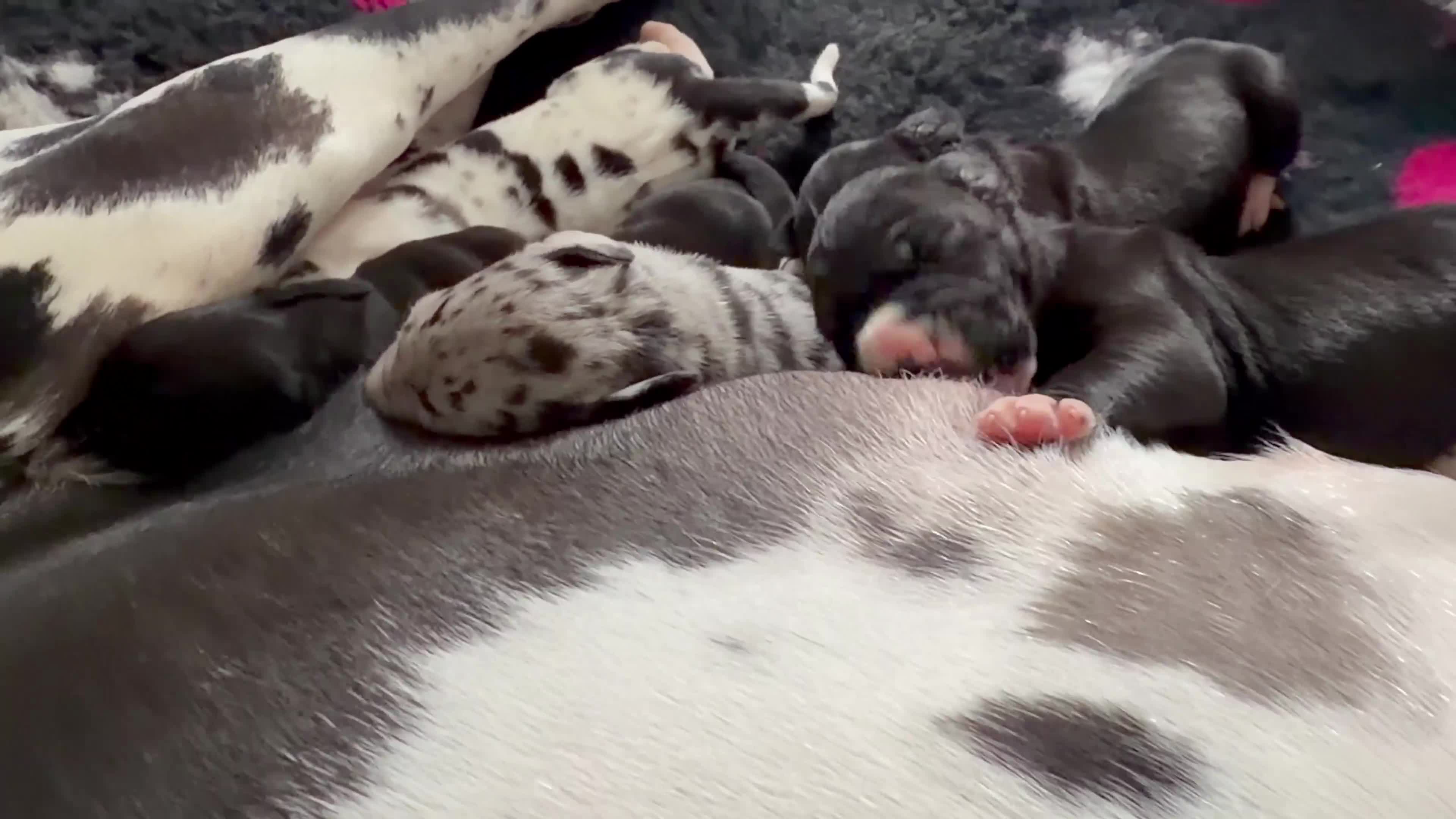 Great Dane dogs for sale: KC Reg READY NEXT WEEK 🐶 HEALTH TESTED 🐶 - Video 3