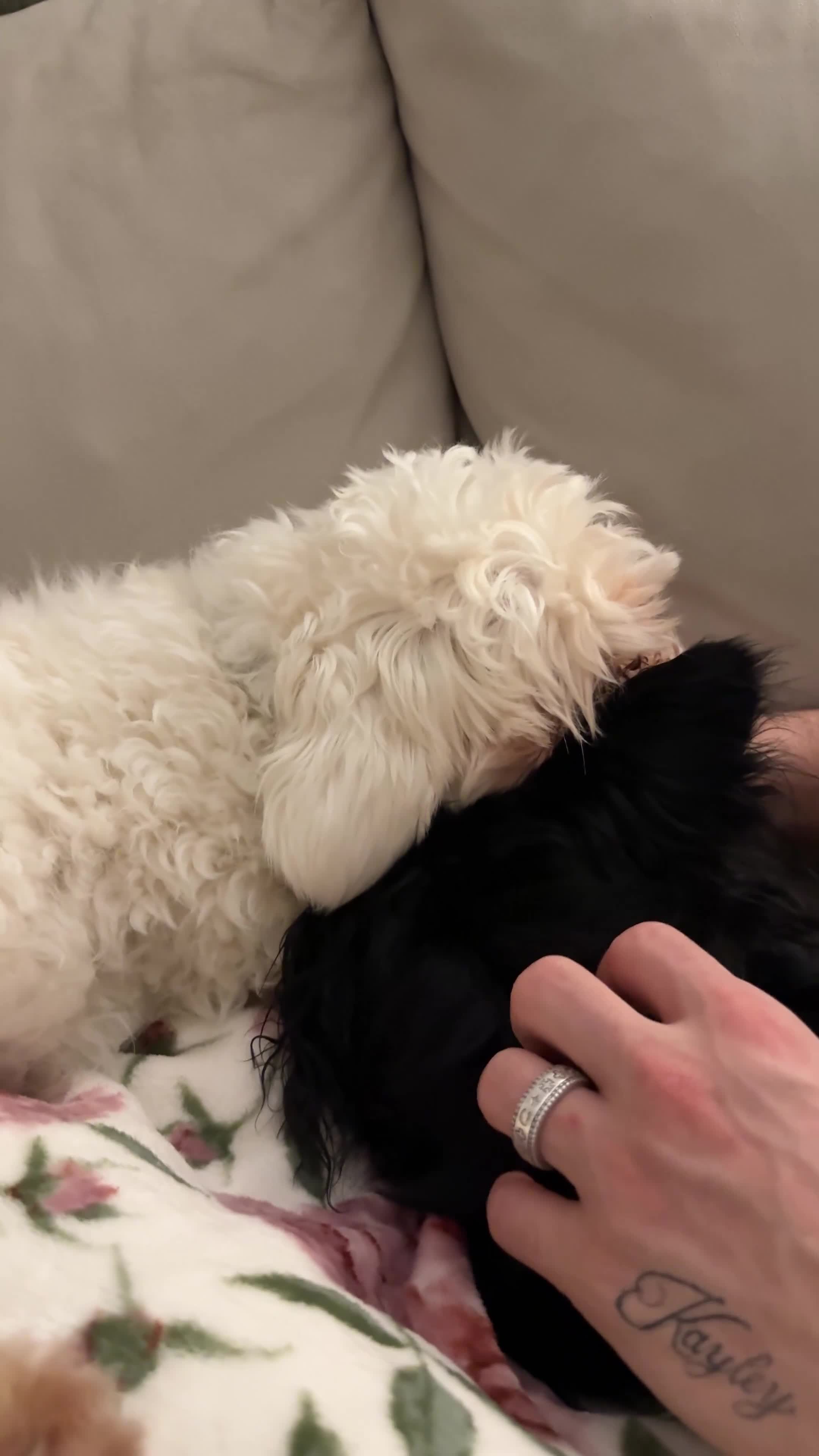Maltipoo dogs for sale: Beautiful bonded pair – Maltese & Havapoo  💕 - Video 2