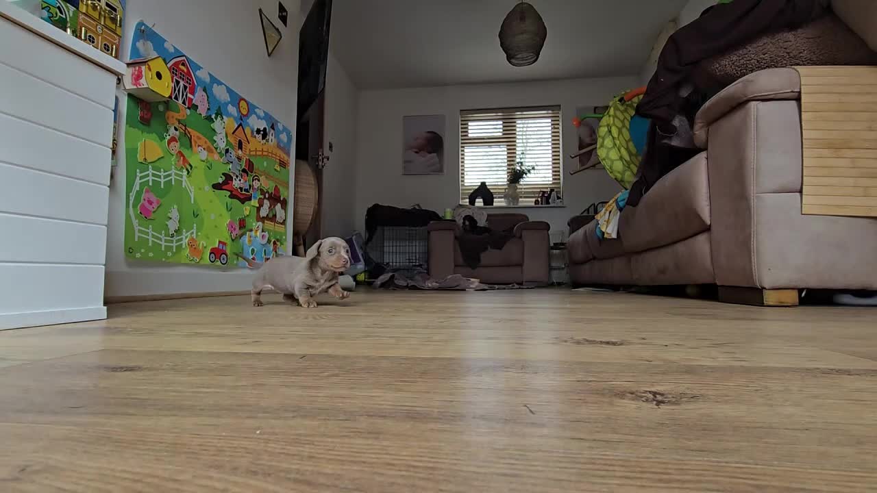 Miniature Dachshund dogs for sale: 3 x Miniature Dachshund - 2 x Female & 1 x Male   - Video 3