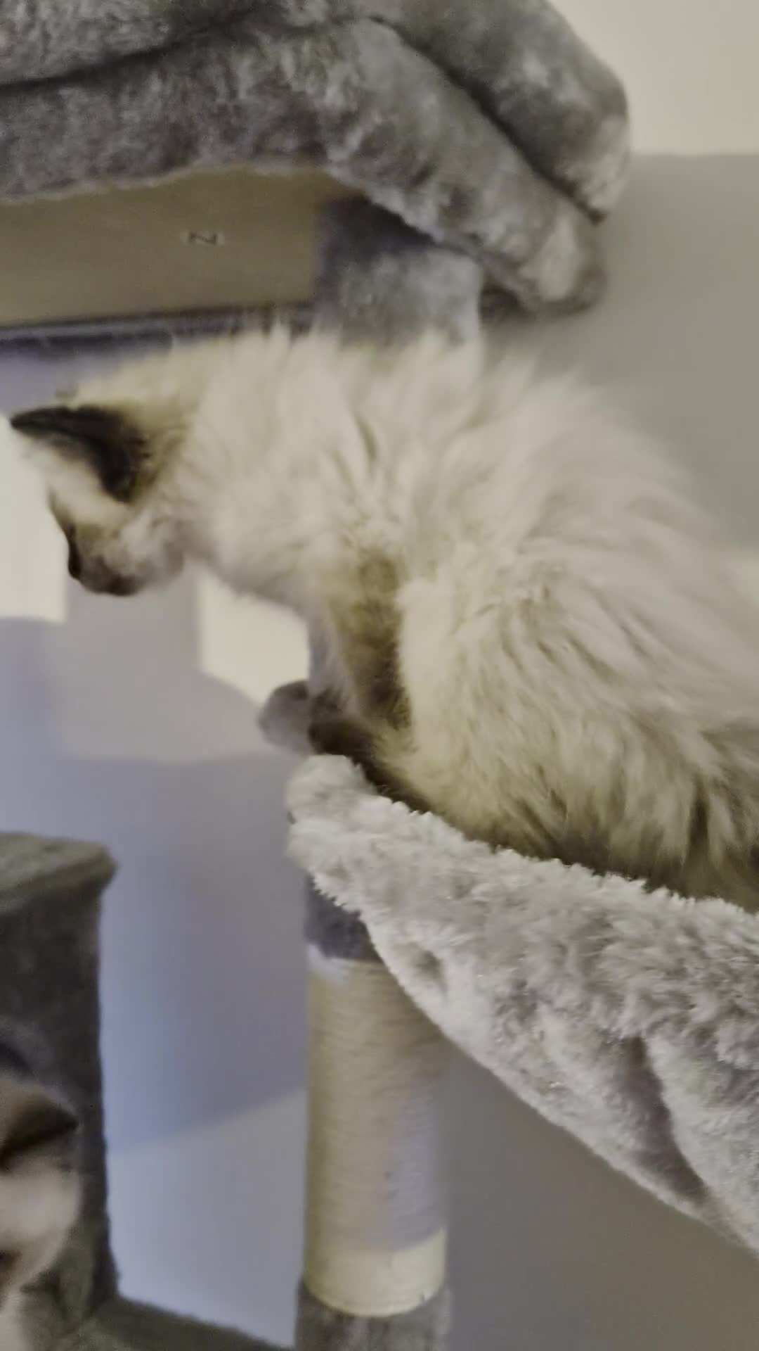 Ragdoll cats for sale: Stunning Ragdoll Kittens seal and mink seal point  - Video 2