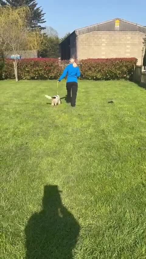 Cocker Spaniel dogs for sale: 5Yr Cocker Spanial for sale - Video 2