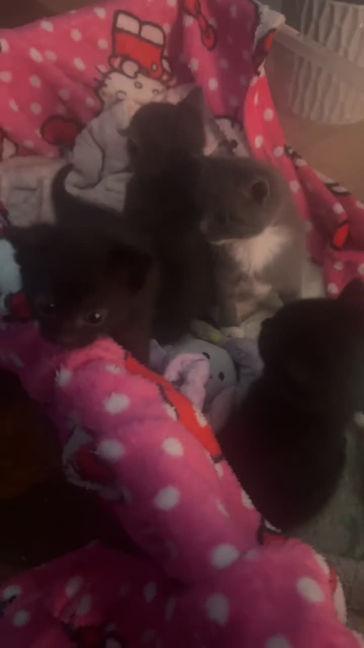 Domestic Shorthair cats for sale: 11 week old kitten for sale !  - Video 2