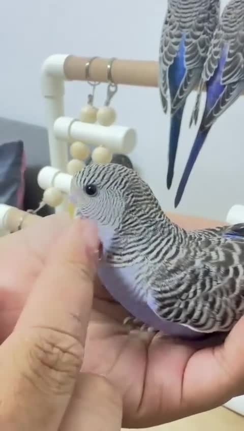 Budgerigars birds for sale: Baby split tcb/bf budgies available w/ full setup - Video 3