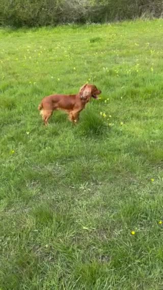 Cocker Spaniel dogs for stud: Fully health tested working Cocker Spaniel at Stud in Ipswich - Video 1