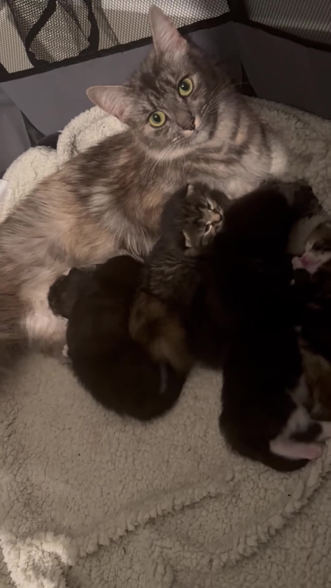 Mixed Breed cats for sale: Beautiful kittens for sale  - Video 1