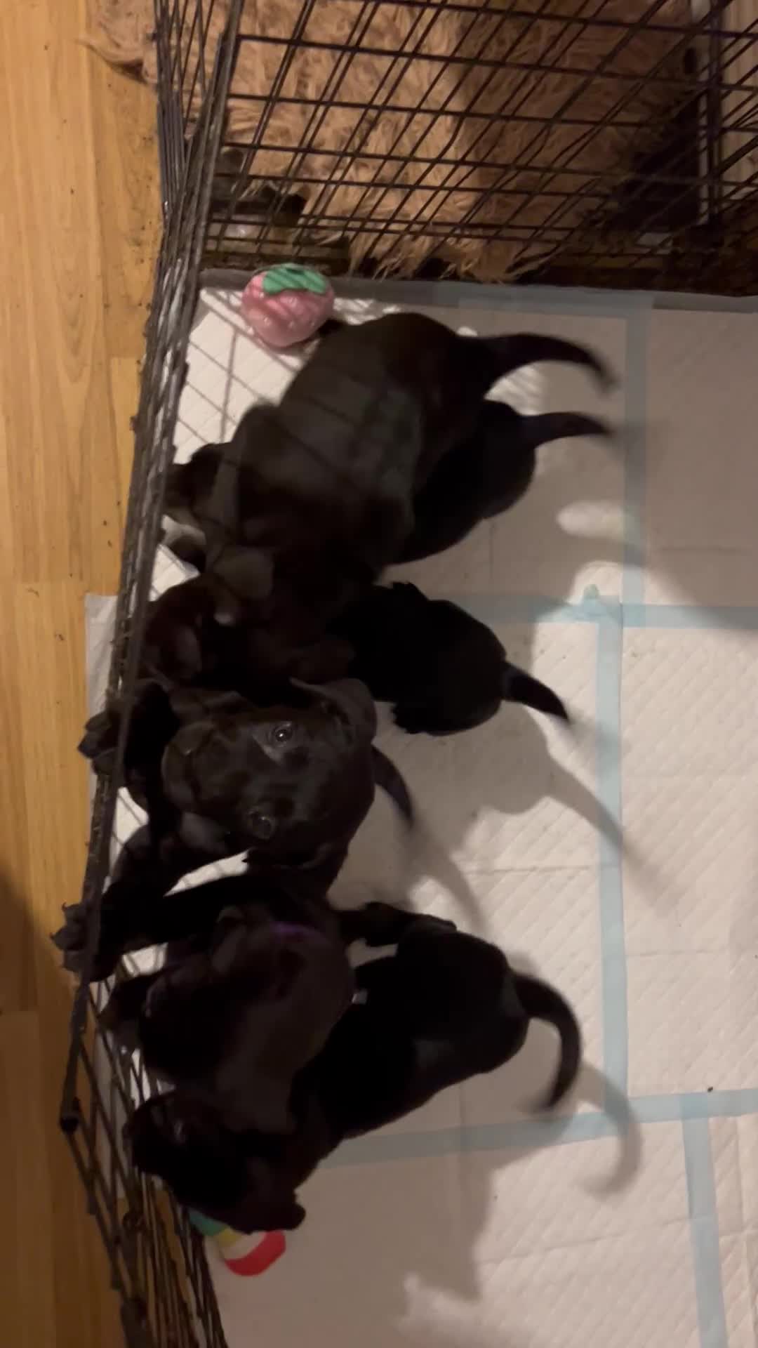 Mixed Breed dogs for sale: 2 boys and 5 girls Labrador X cross puppy’s 🥰 - Video 1