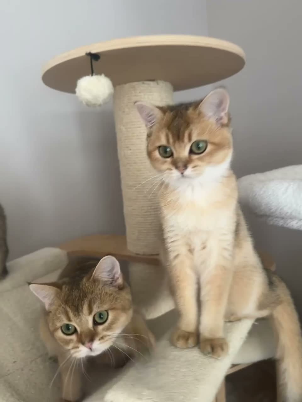 British Shorthair cats for sale: LAST GOLDEN KITTEN LEFT  - Video 2