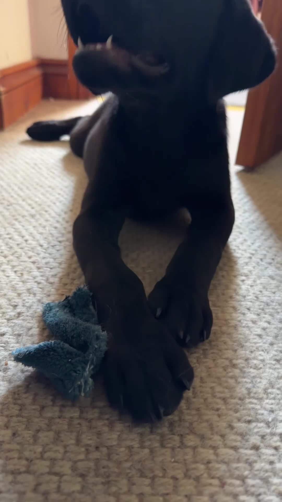 Labrador Retriever dogs for sale: Labrador boy 8 weeks  - Video 2