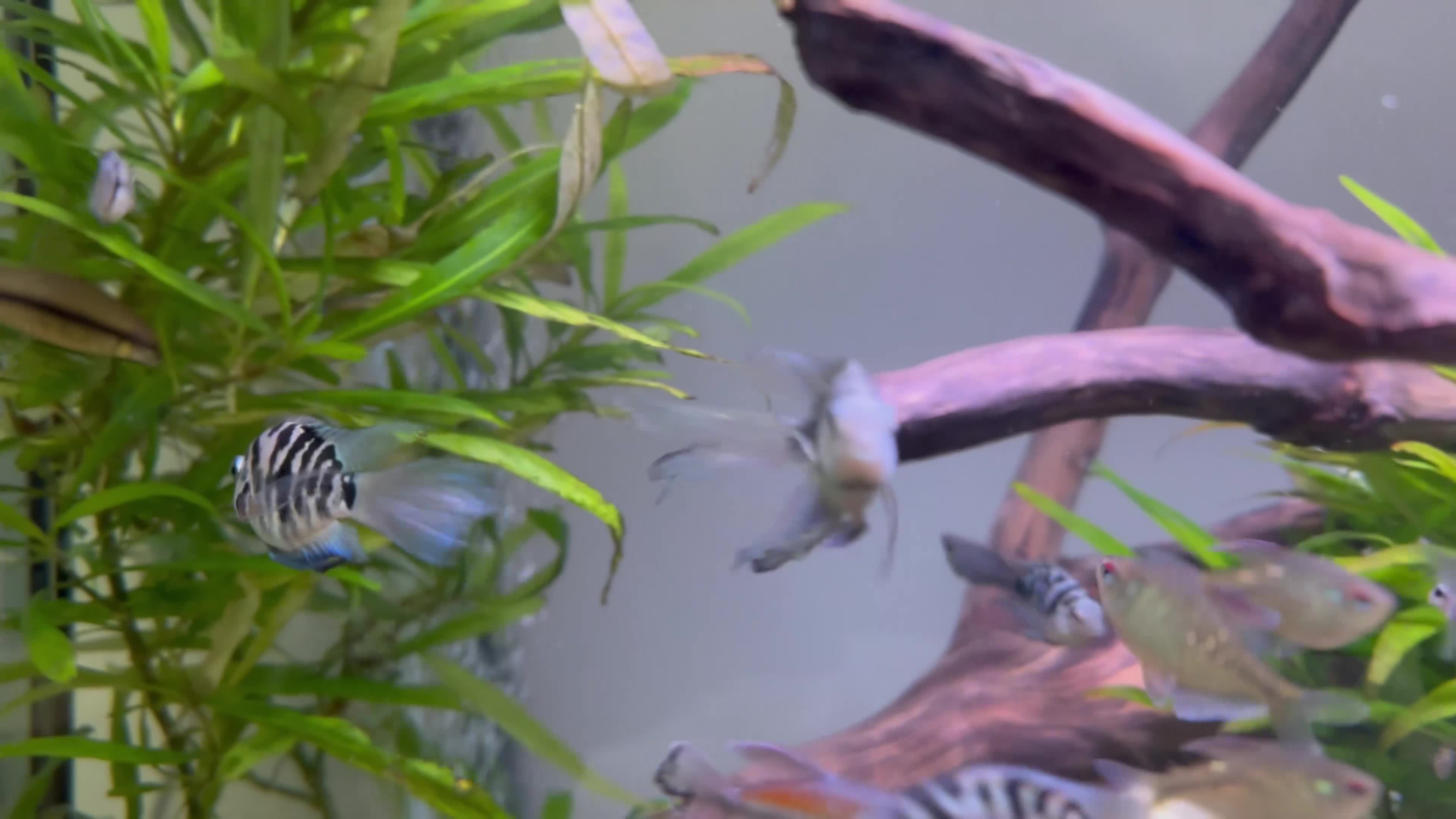 Cichlids fish for sale: Polar Blue Cichlids – Including Rare Long-Fin - Video 1