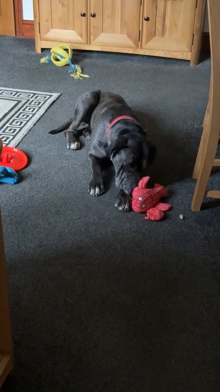 Cane Corso dogs for sale: Cane corso for sale - Video 2