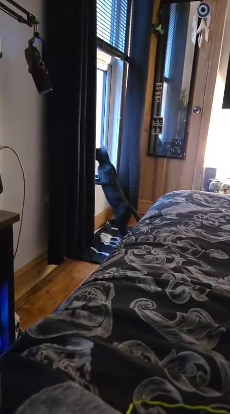 Domestic Shorthair cats for sale: Lucifer - Video 1