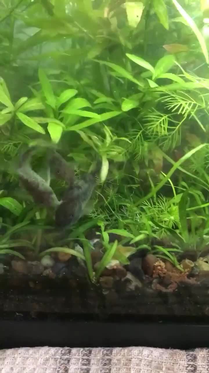 Corys fish for sale: Various species of Corydoras. Adult breeding pairs - Video 4