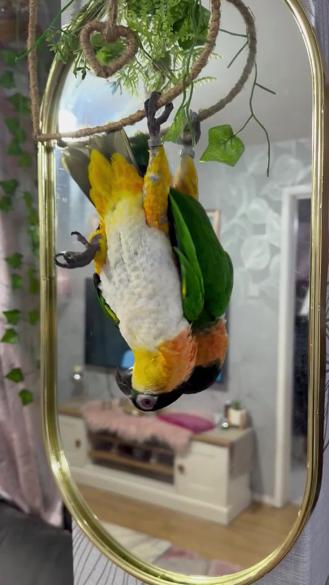 Parrots birds for sale: Super Tame Caique Parrot – Loving Family Home Only - Video 1