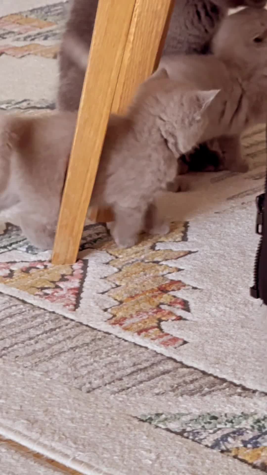 British Shorthair cats for sale: Gorgeous Kittens Ready to Find Their Forever Homes - Video 1