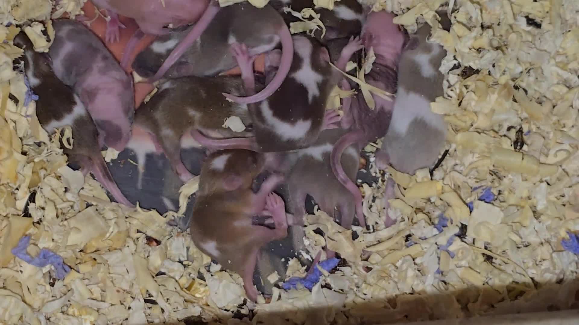 Mouse rodents for sale: Baby Fancy Mice, Mostly Female  - Video 1