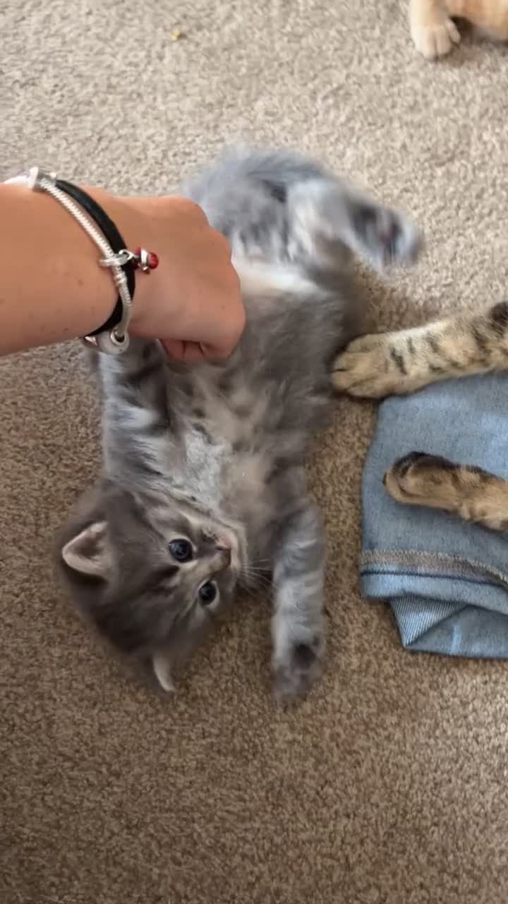 Mixed Breed cats for sale: Boy & girl  - Video 2