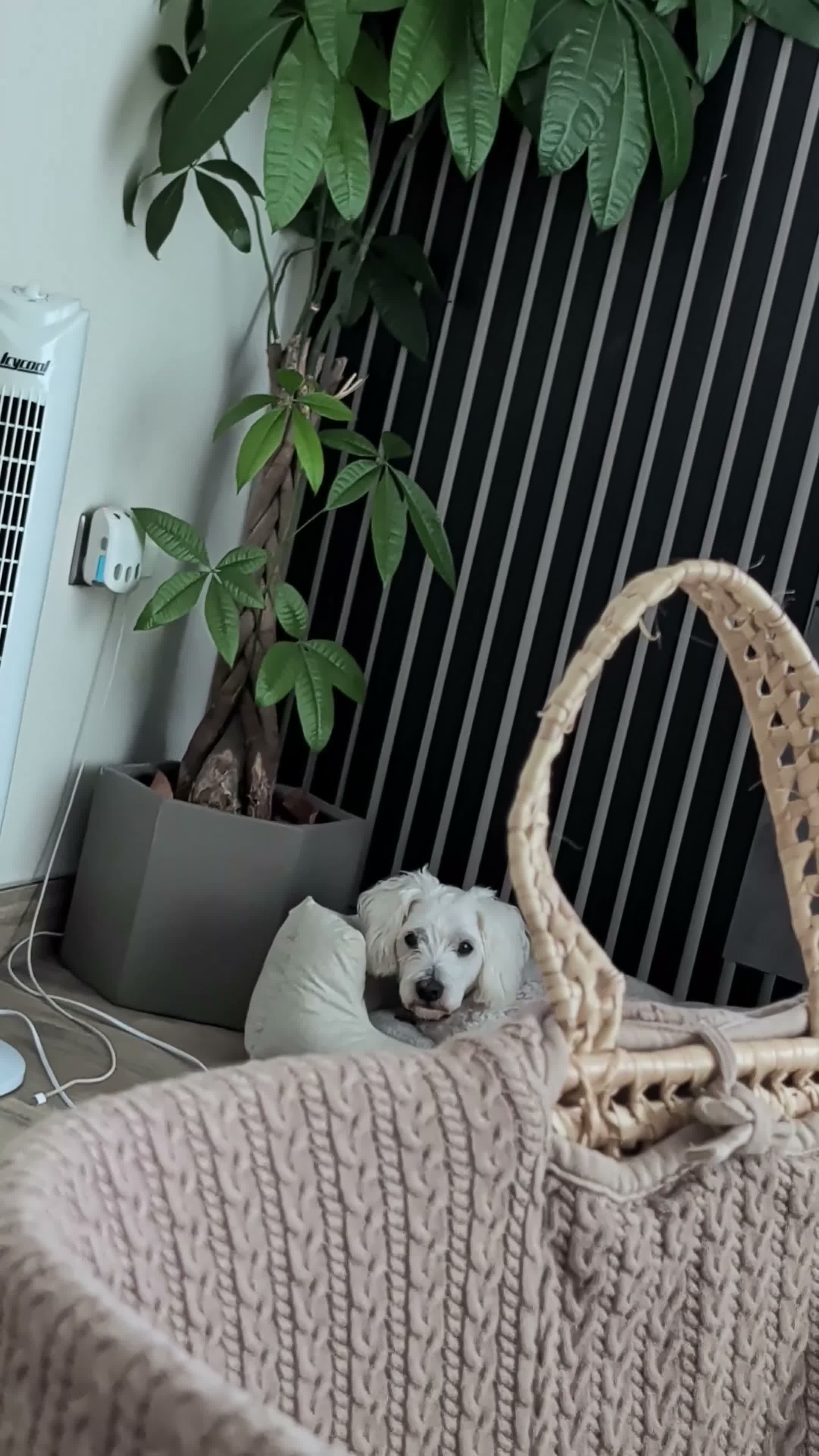 Coton De Tulear dogs for sale: 10 Year old cotton looking for a loving home - Video 2