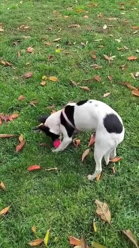 Mixed Breed dogs for adoption: 💖🐶 SISI 🐶💖 - Video 5