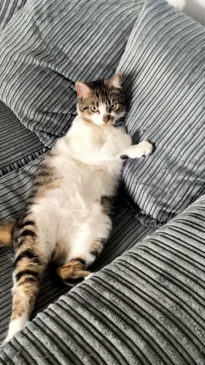 Mixed Breed cats for sale: Cat for new home - Moon in Oldham - Video 1