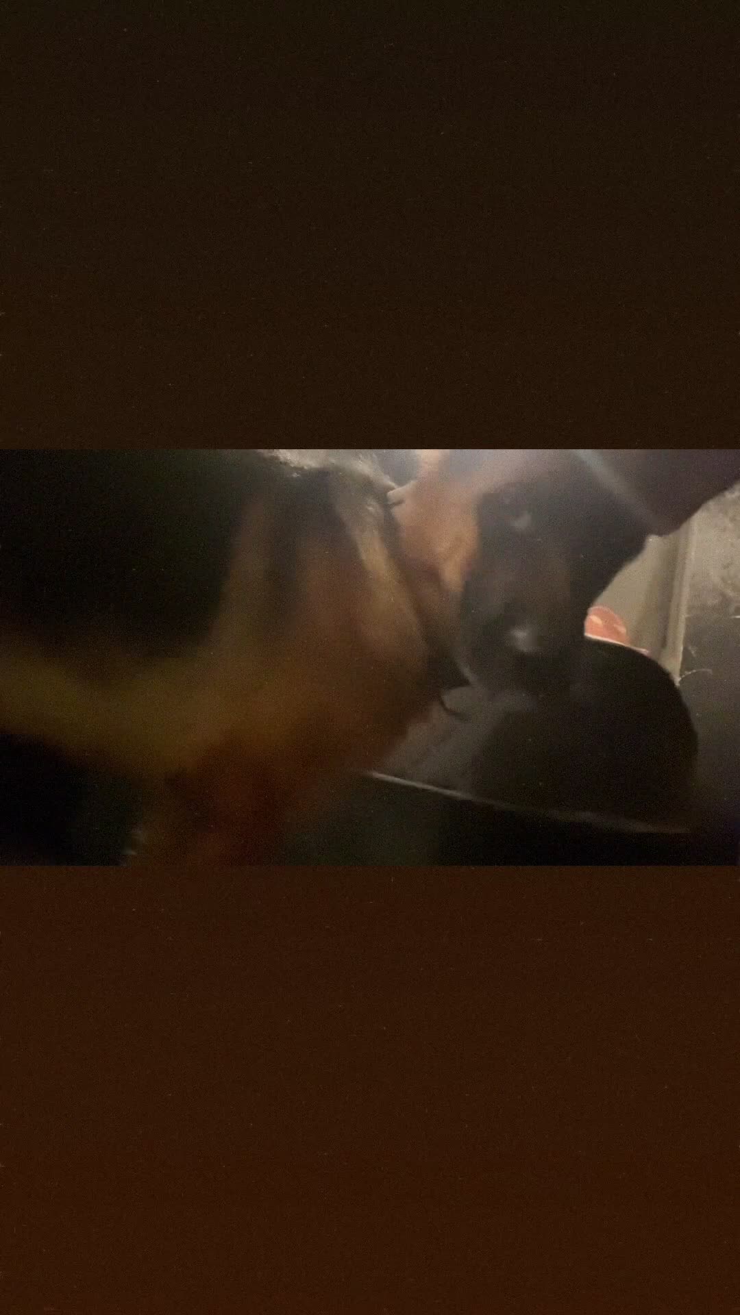 German Shepherd dogs for sale: EX POLICE- HIGH POTECTION GSD FAMOUS BLOODLINE✅ - Video 1